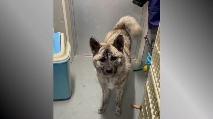 出会ったばかりの頃のはなちゃん（提供：佐藤さん）