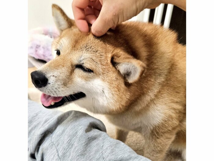 提供:kuroazu_beansさん