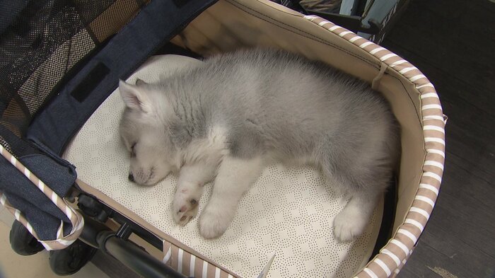 イヌも心地よいのか、あっという間に寝てしまった