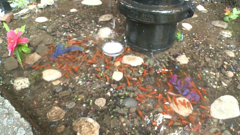 ニューヨークで“金魚論争”勃発　水たまりへの50匹放し飼い巡り「金魚の命が危険」　24時間態勢で見守る事態に｜FNNプライムオンライン