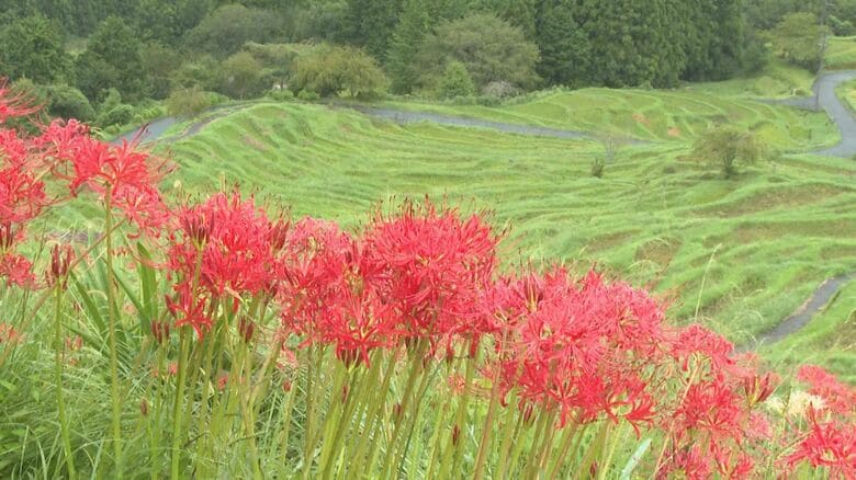 “日本の棚田百選”の一つ『丸山千枚田』でヒガンバナが見頃 約1万本の花が棚田を赤く染める 三重県熊野市｜FNNプライムオンライン