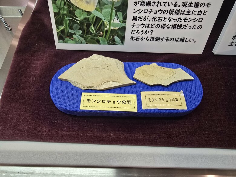 兵庫・新温泉町で展示のチョウ化石　調べてみたら「250万年前」現生種で世界最古級と判明　中国で生息の種が当時は日本にも　慶応義塾などの専門家が調査｜FNNプライムオンライン