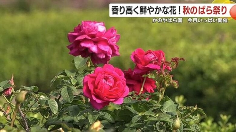 色鮮やかで香り高いばらが見ごろに! かのやばら祭り2025秋「かのやばら園」で11月いっぱい開催 ステージイベントやハンドメイド作品の販売なども予定 鹿児島・鹿屋市|FNNプライムオンライン