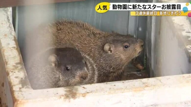 パルマワラビーなどお披露目…新たな仲間が加わった3連休最終日のいしかわ動物園 家族連れなどで賑わう｜FNNプライムオンライン