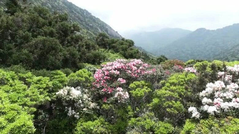 ヤクシマシャクナゲが「数十年で一番の咲き方」 屋久島・投石平に桃源郷のような絶景 見頃は今週いっぱい|FNNプライムオンライン