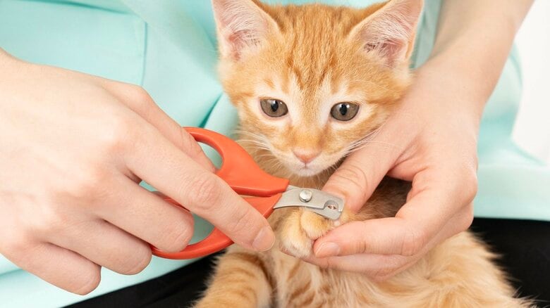 「1本切れればいいやの気持ちが重要」猫の爪切りが楽になるコツと慣れさせるためのポイント|FNNプライムオンライン