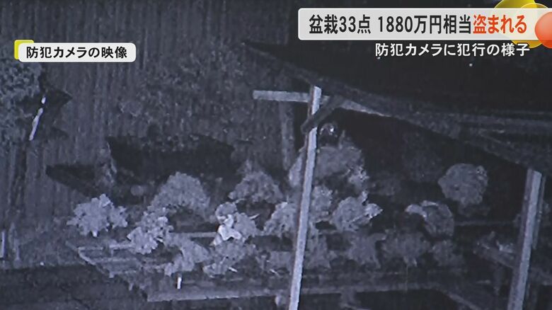 【防犯カメラに犯行の様子】熊本・御船町で“盆栽”窃盗　被害額は1800万円超でオーナーは怒り心頭｜FNNプライムオンライン