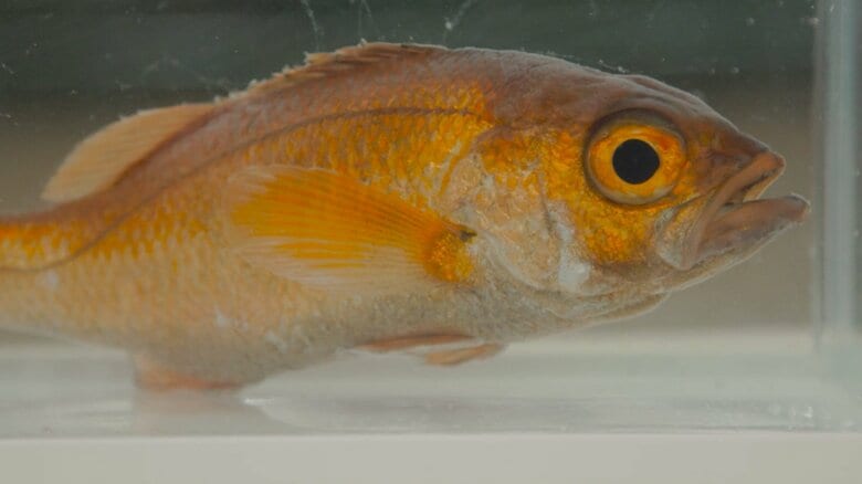 近畿大学、世界初のノドグロ完全養殖に成功　「脂がのっているので炙って食べたら絶品」と太鼓判｜FNNプライムオンライン