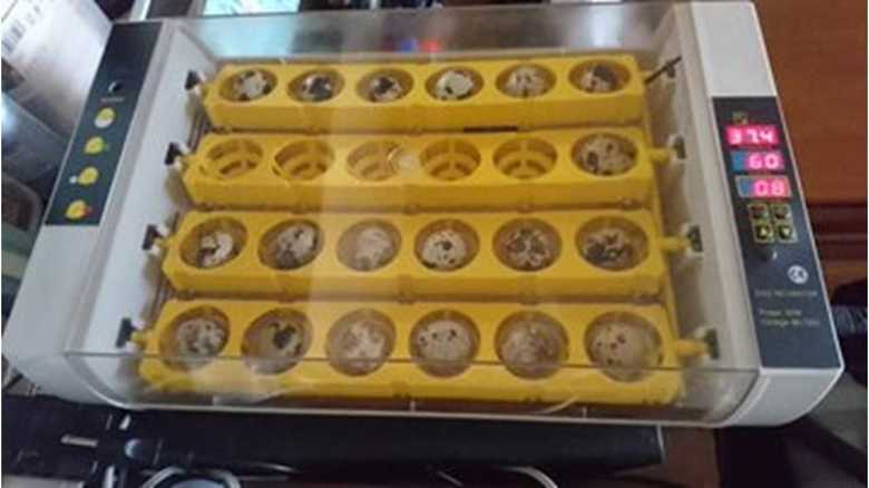 ネットで購入したという孵卵器