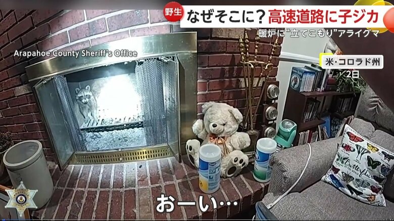 いてはいけない場所に現われた「ある動物」（2日、アメリカ・コロラド州）