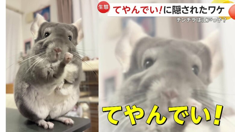 握りこぶしで勢いよく鼻をこすり、ポーズを取るチンチラ