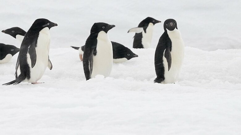 昭和基地を訪れたペンギンたち