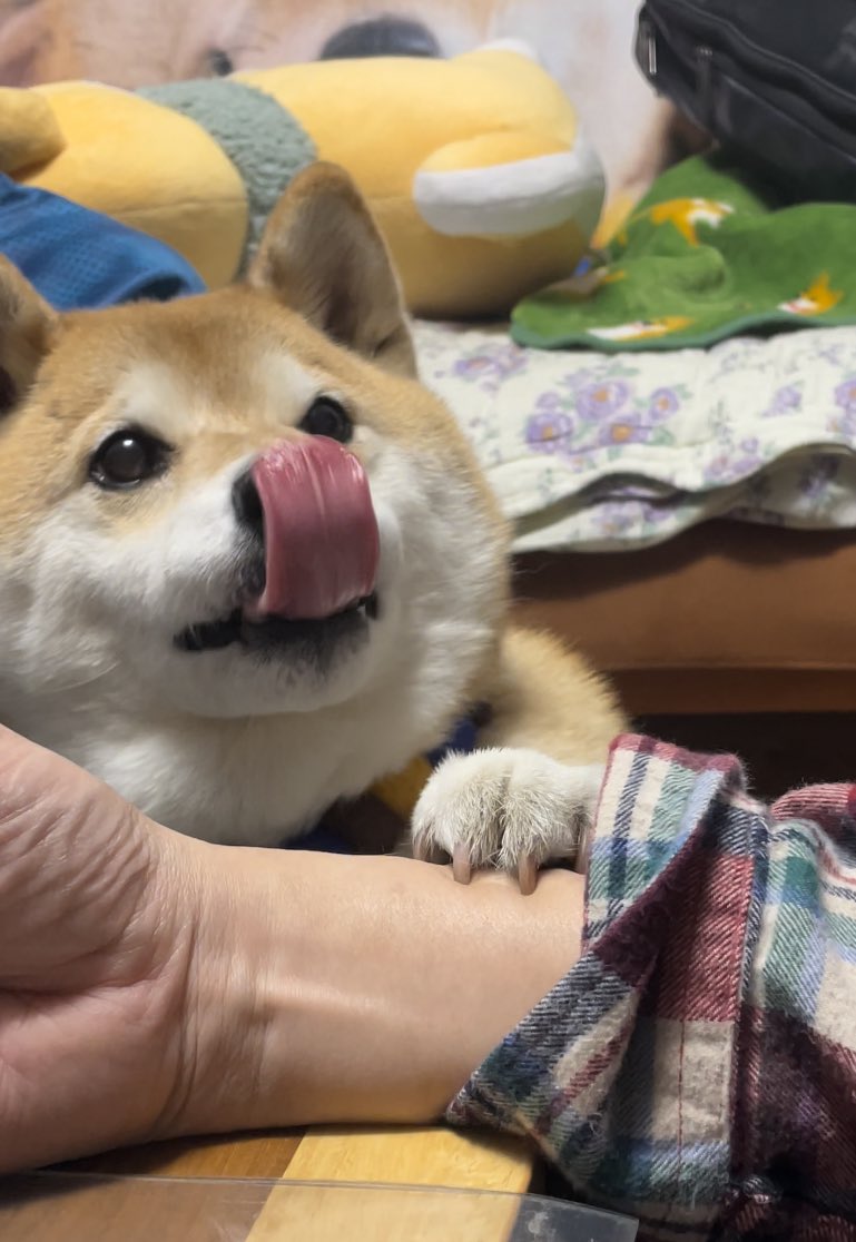 画像提供：柴犬ハナさん