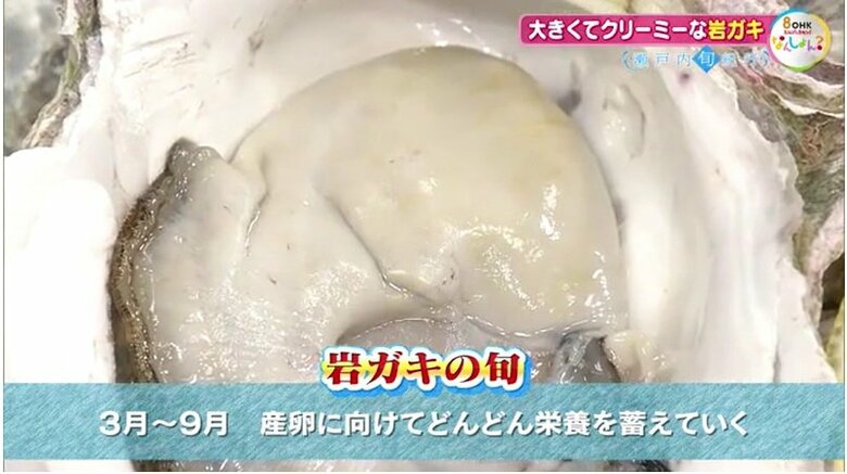 岩ガキの「旬」