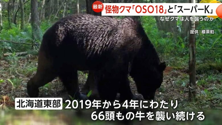 2019年から4年に渡り66頭もの牛を襲い続けたOSO18（北海道東部）
