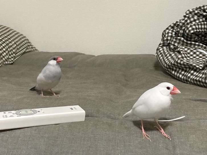 画面左がこいもちゃん、右がおいりくん。