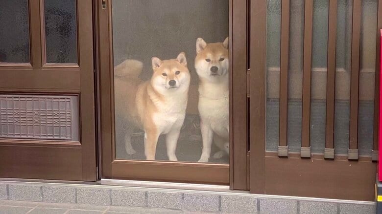 玄関の網戸越しから見ている　左：わらびちゃん　右：こむぎくん（提供：@Shibamugi28）