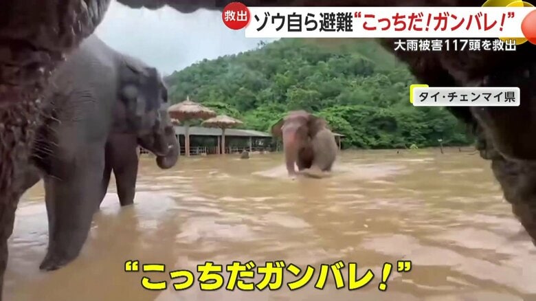 流木に阻まれ、1頭だけ逃げ遅れている目が見えないゾウ