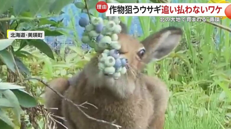 ブルーベリーを頬張るウサギ（映像提供：びえいハスカップファーム）