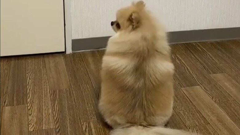 呼びかけに振り向くもどこか寂しそう…