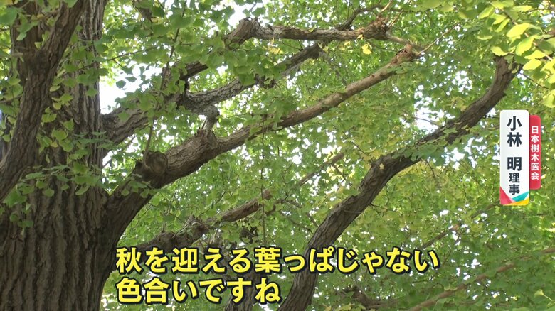 まだ色づきのないイチョウの葉