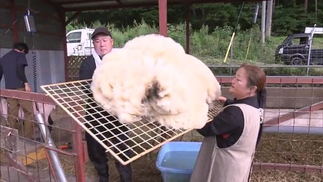 大量の羊毛は産業廃棄物として処分していた