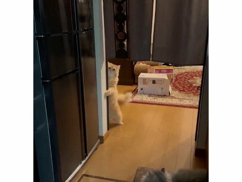 提供：ネコランドさん