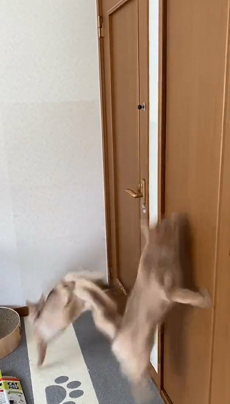 リズミカルな様子は舞を踊っているかのよう