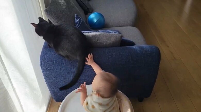 提供：仔猫を拾ったので