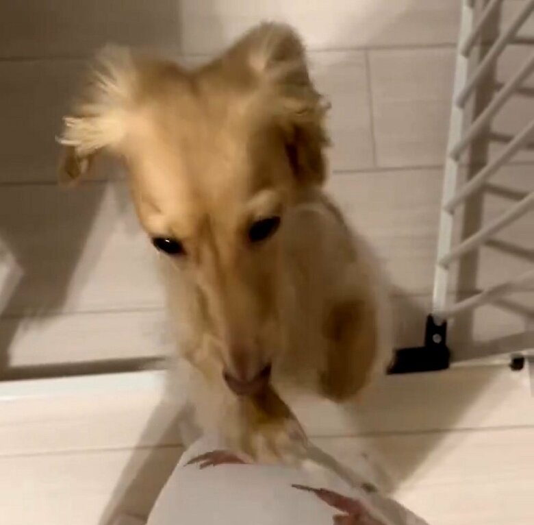 雷を聞いて飼い主さんの元へ