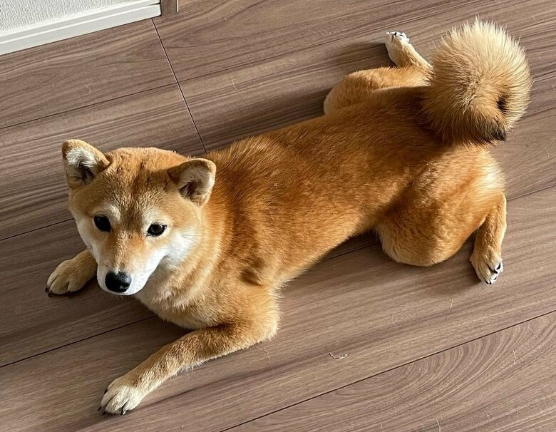 いつ散歩に行くの？