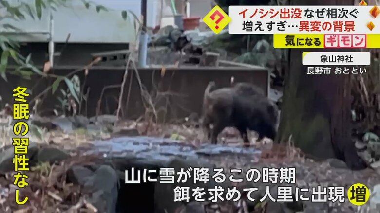 冬眠の習性がなく、冬はエサを求めて人里に現れる機会が増えるというイノシシ