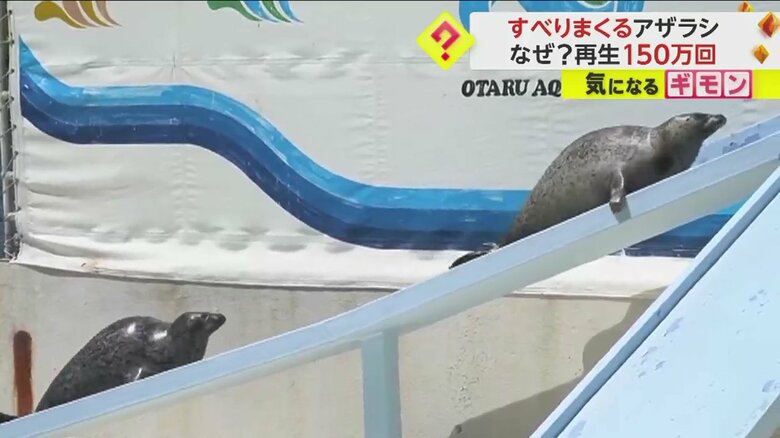 一生懸命坂を上る2頭のゴマフアザラシ