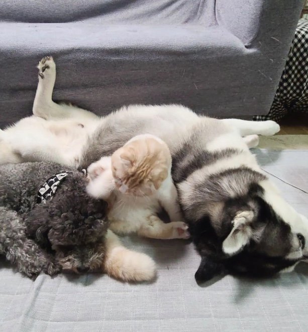 提供：犬と猫の親バカ日記さん