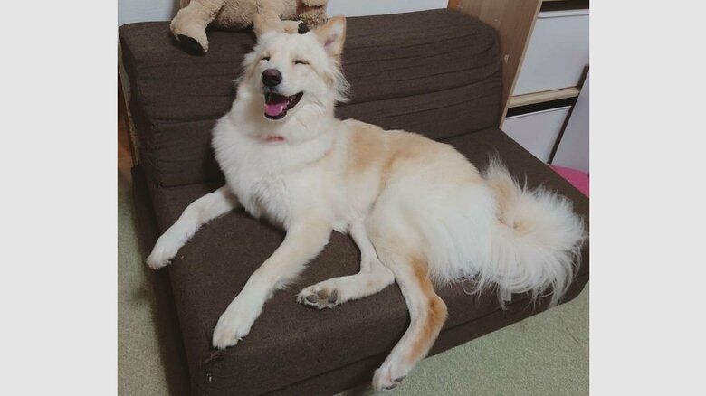 ミックス犬のつるちゃん