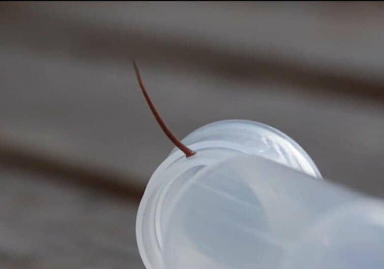 体を伸ばすヤマビル（画像提供：西海太介さん）