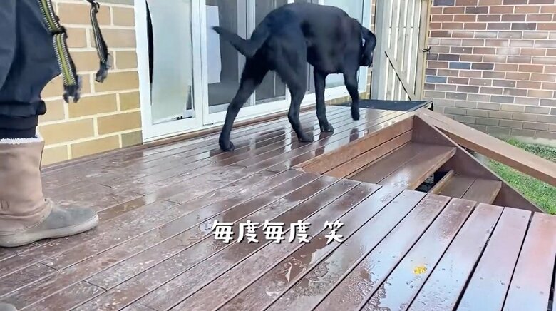 散歩前にハーネスから逃げるえんぞうくん