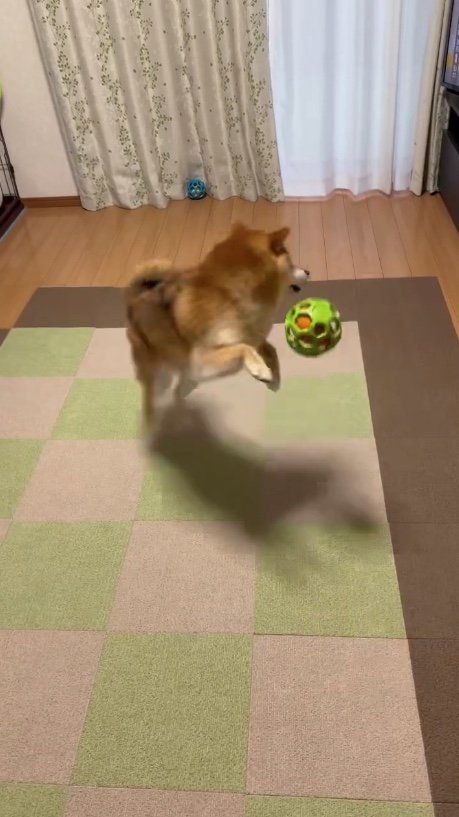 避けている（提供：Nerushibaさん）