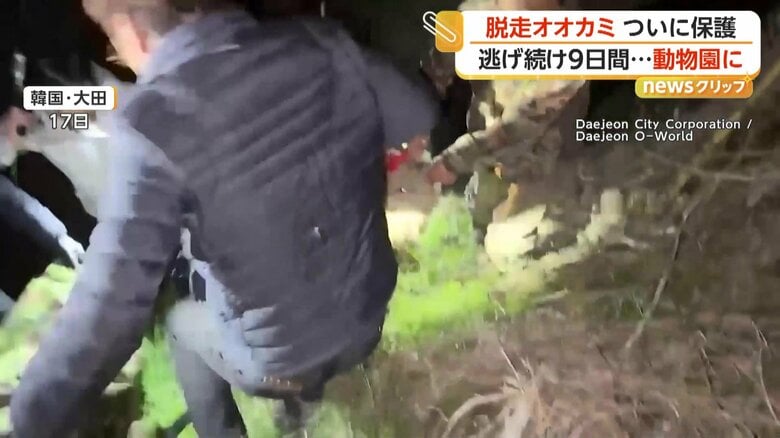 男性たちがオオカミを数人がかりで水路から引きあげた