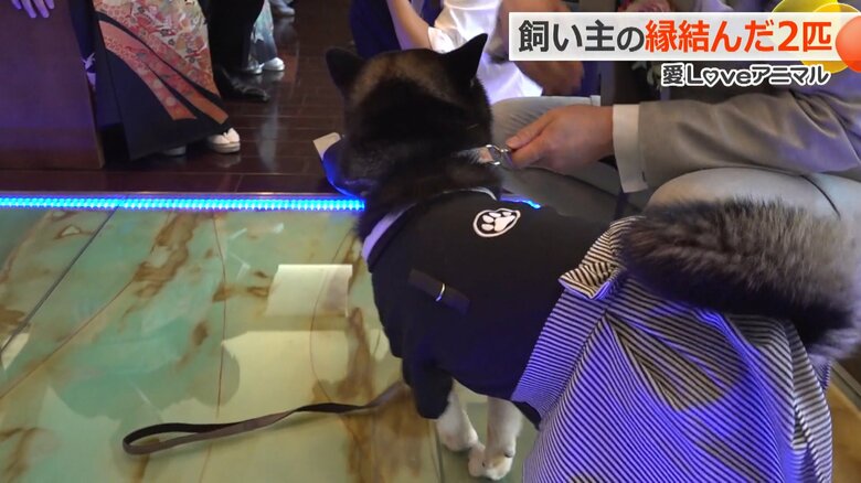 新郎側の柴犬「との」
