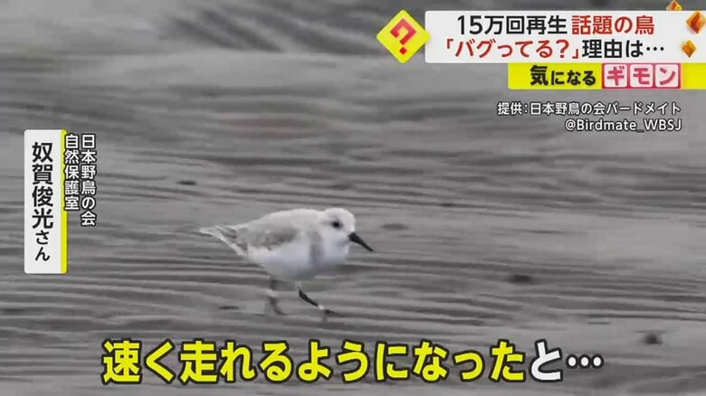 砂浜で波の動きに合わせてエサを取るように適応し、速く走れるようになったミユビシギ