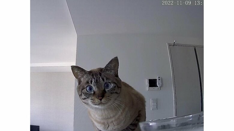 キッチンに設置しているペットカメラにも…