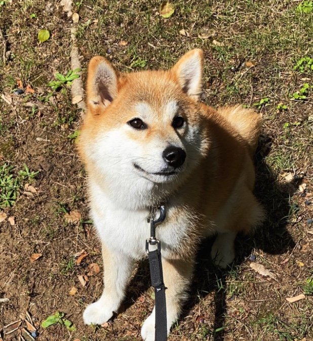 提供：柴犬こむぎさん