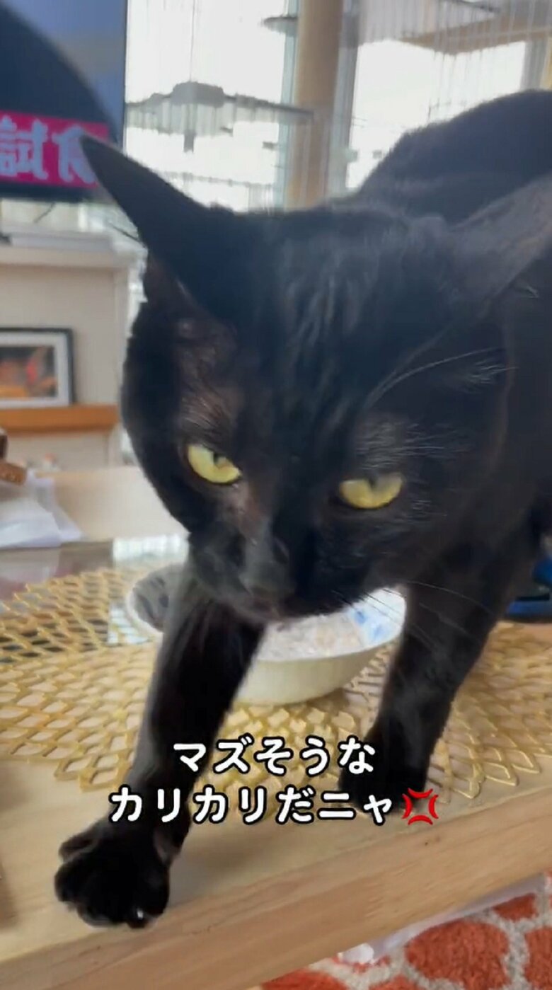 「これはダメ！」と言っているかのよう