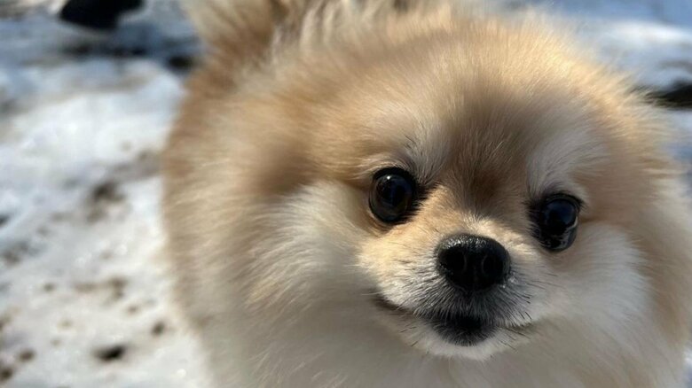 こちらがメルちゃん