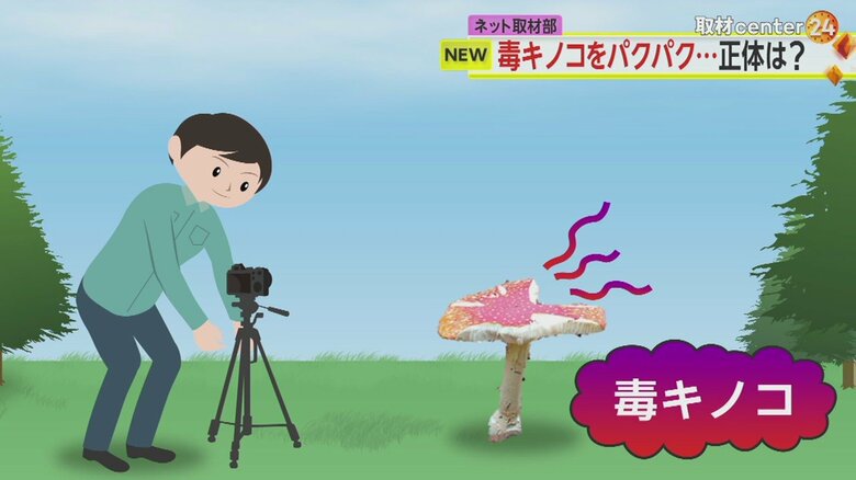 ベニテングタケがちぎれているのを見つけた公園スタッフが、カメラを設置した