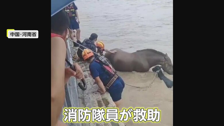 川に取り残された馬の救助に駆けつけた救助隊員