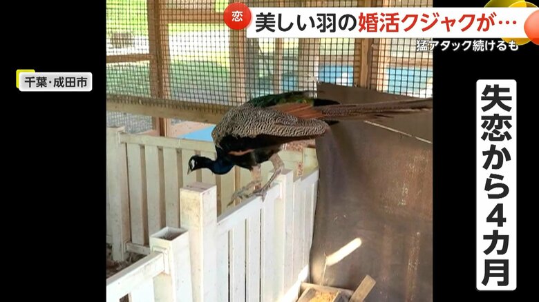 激変したジャックくんの姿