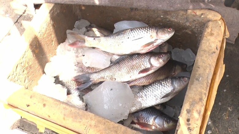 洪水の水の中から取れた魚
