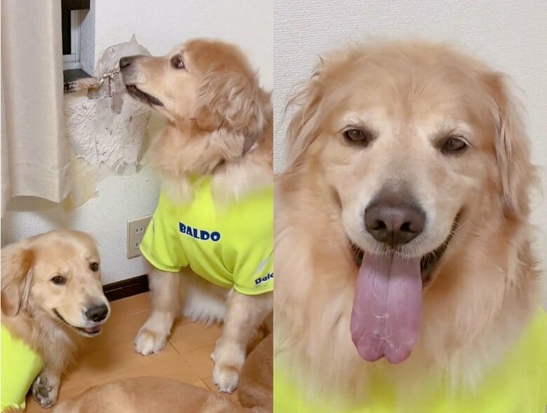バルドくんは剥がれた壁が気になるのだろうか（提供：ムックパパさん）